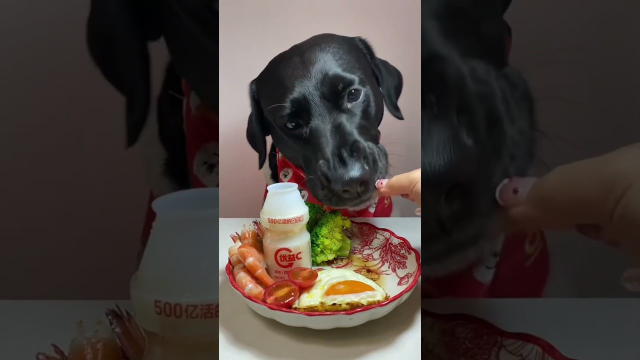 Encore un repas délicieux pour Hona 🐶#animaux #pets #chien #asmr #bruitdebouche #eat #eatingsounds