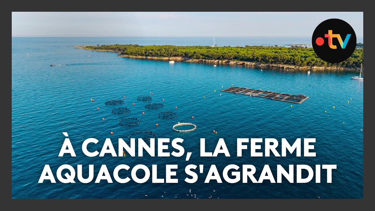 À Cannes, la ferme aquacole se modernise et s'agrandit en mer et ça ne plait pas aux pêcheurs